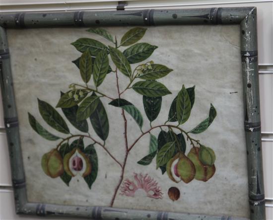 Captain E.A. McCurdy (19th C.) Botanical studies of Indian fruits 11.5 x 15in., housed in hand painted simulated bamboo frames